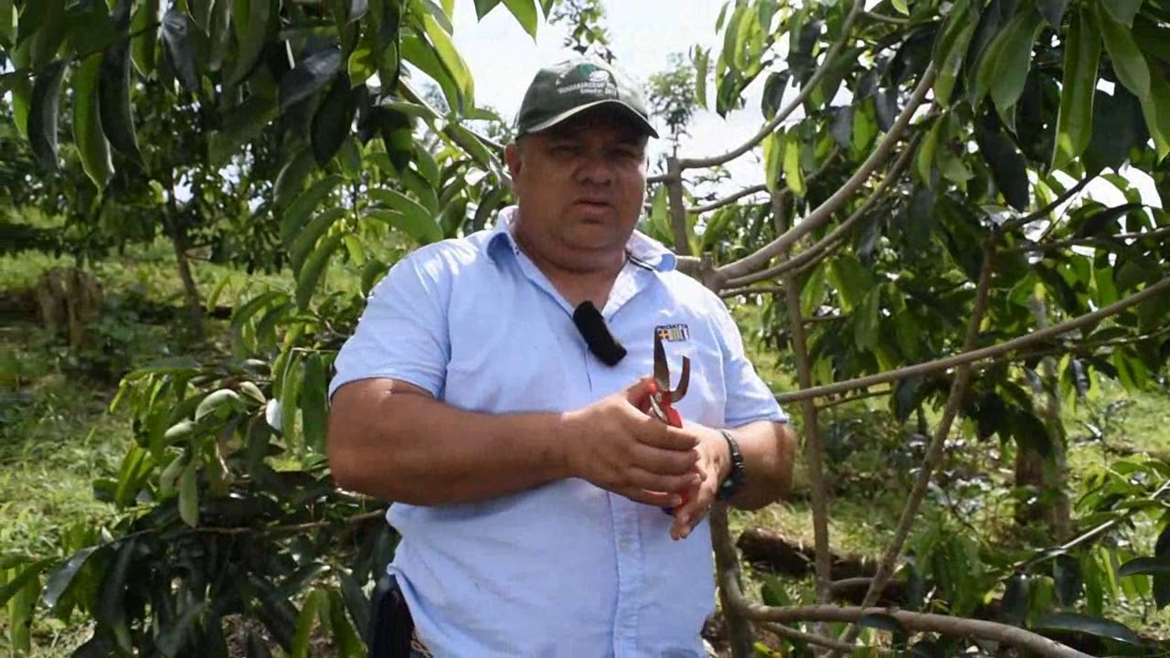 Poda de la guanábana
