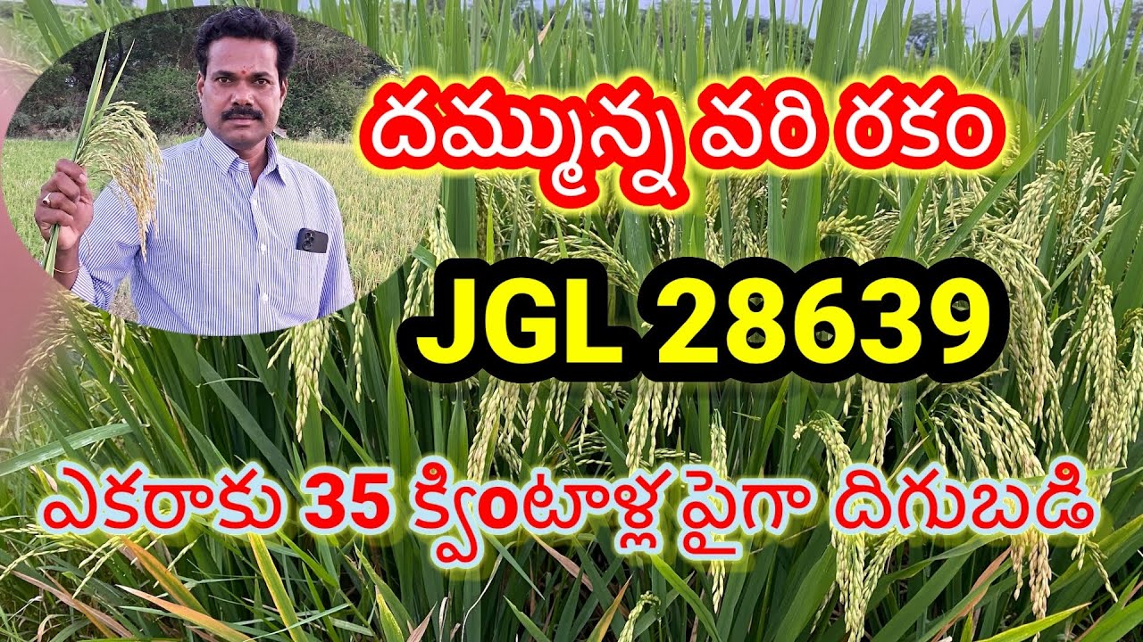 రైతులను లక్షాధికారులను చేసే దమ్మున్న వరిరకం JGL 28639 .ఎకరాకు 35 కింటాళ్లకు పైగా దిగుబడి సామర్థ్యము