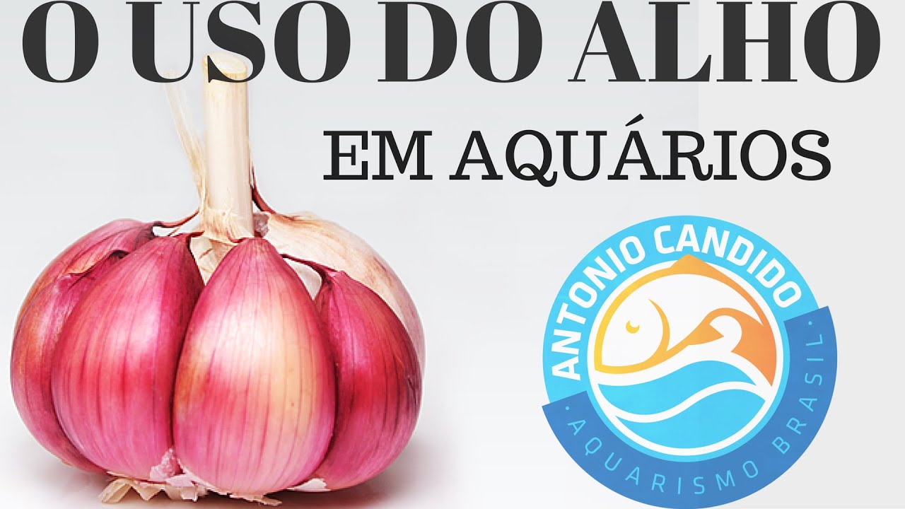 1 O USO DO ALHO EM AQUARIOS SUAS PROPRIEDADES ANTIBIOTICAS E OS BENEFICIOS A SAUDE DOS PEIXES