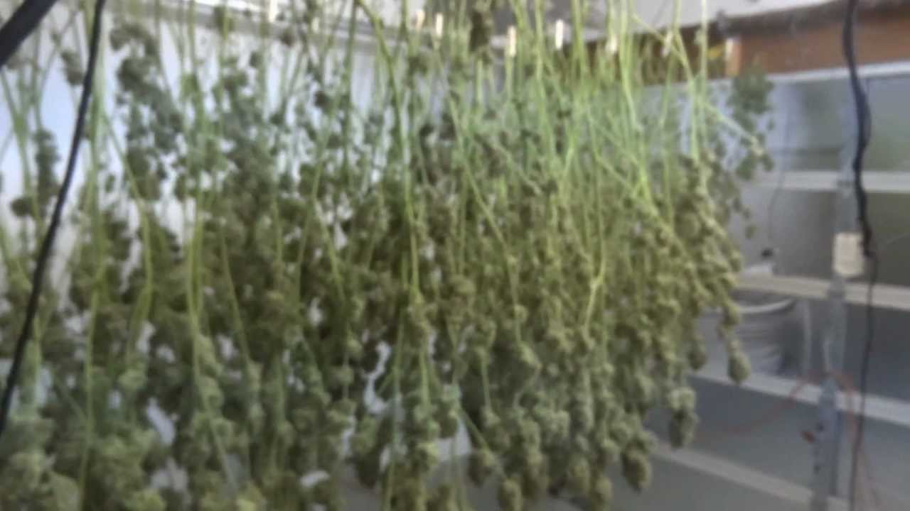 Site M  Harvest Update
