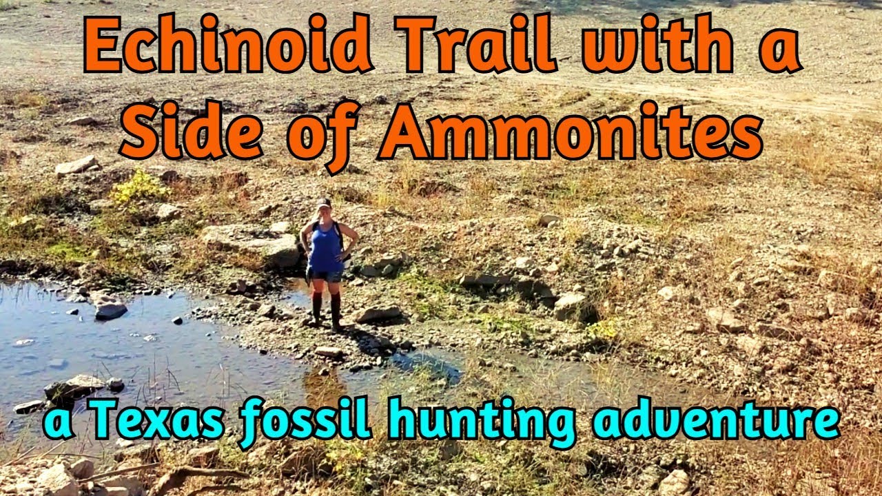 Echinoid Trail with a Side of Ammonites - a Texas fossil hunting adventure