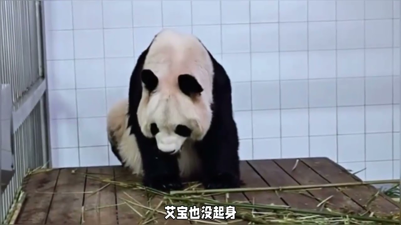 姜爷爷早起愣住了姜爷爷目睹爱宝睡姿崩塌瞬间爱宝一反常态四仰八叉躺床上毫无往日温雅模样那里会是爱宝让他心都揪紧了#爱宝