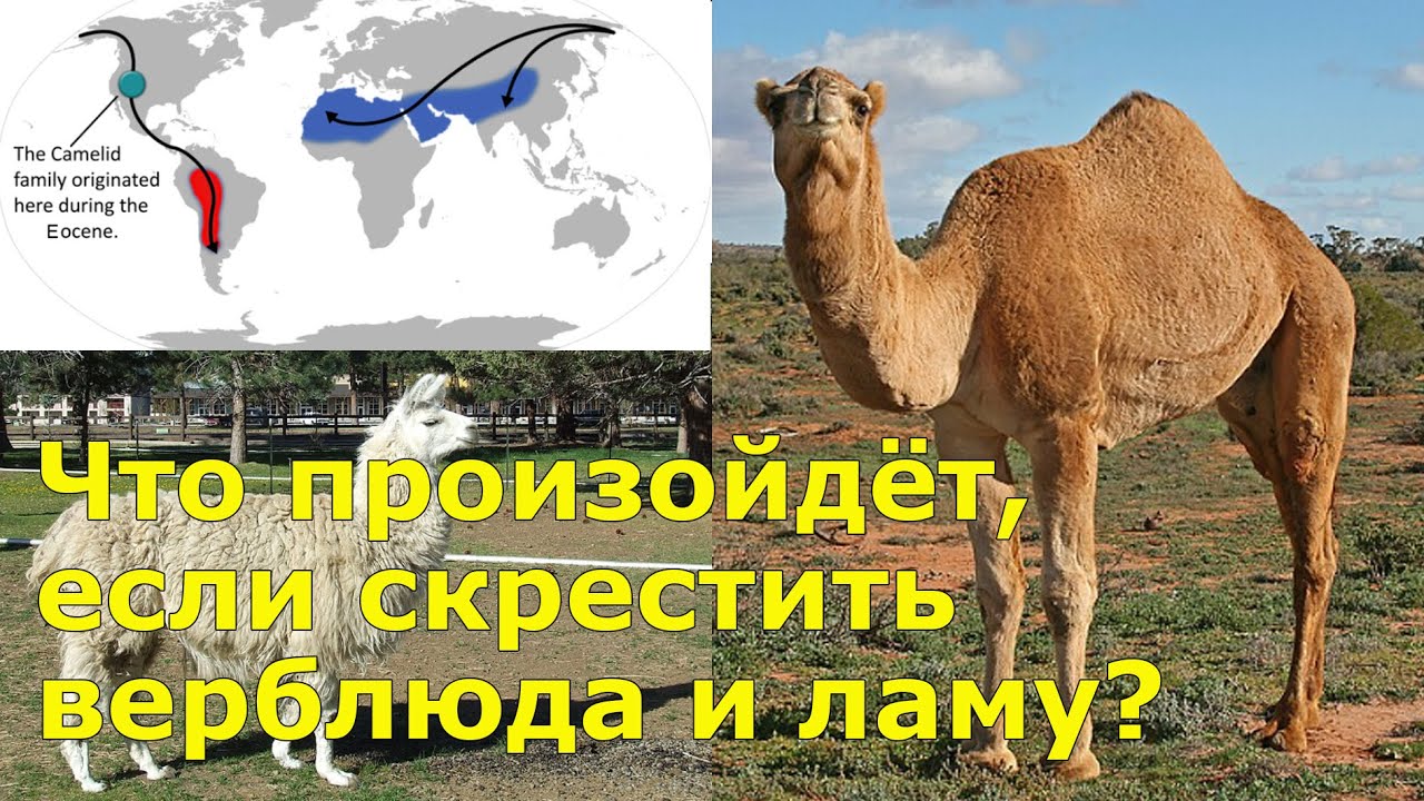 Кама: гибрид между верблюдом и ламой, бросающий вызов природе