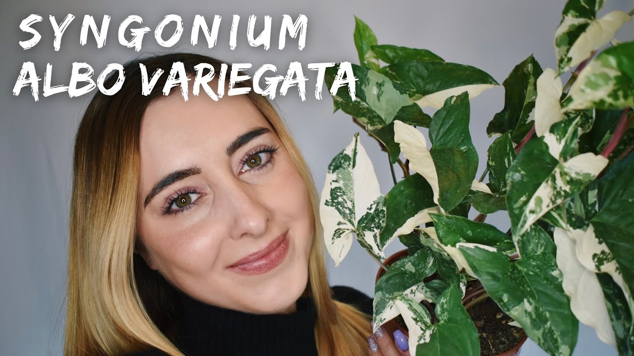Syngonium Albo Variegata - Come Prendersene cura