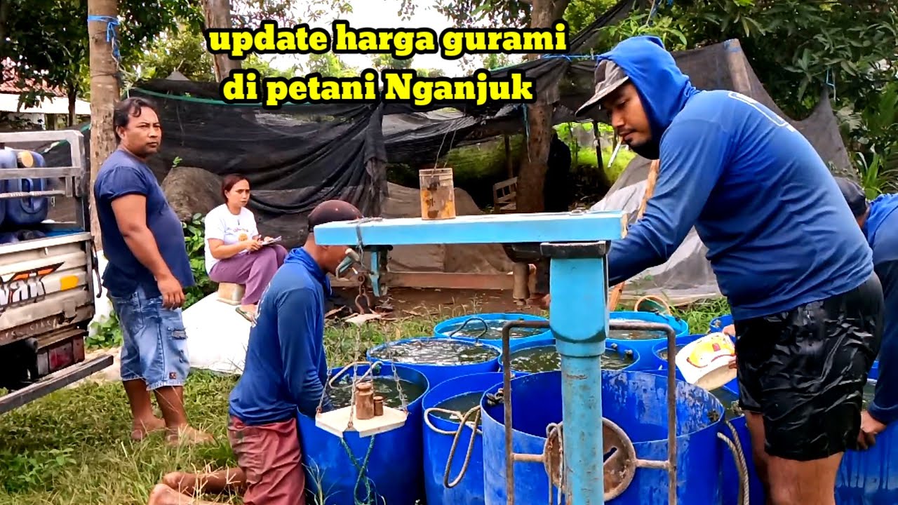 🔴Panen di kolam juwet ‼️ kolam mas Bai update harga gurami