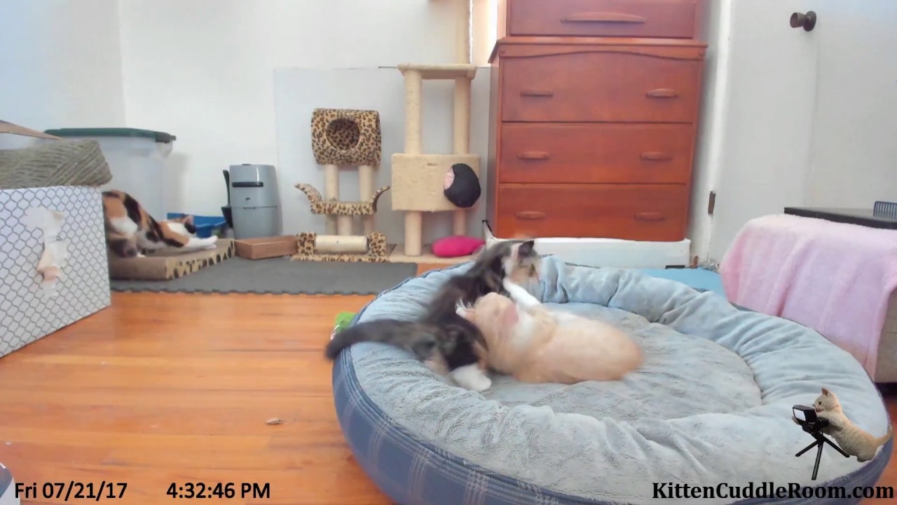 Harlequin Kittens - A Moment of Cute or Learning to Knead