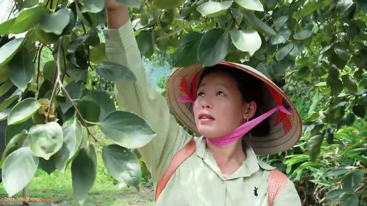 Harvesting persimmons, weaving bamboo baskets to sell at the market, cooking with my dog