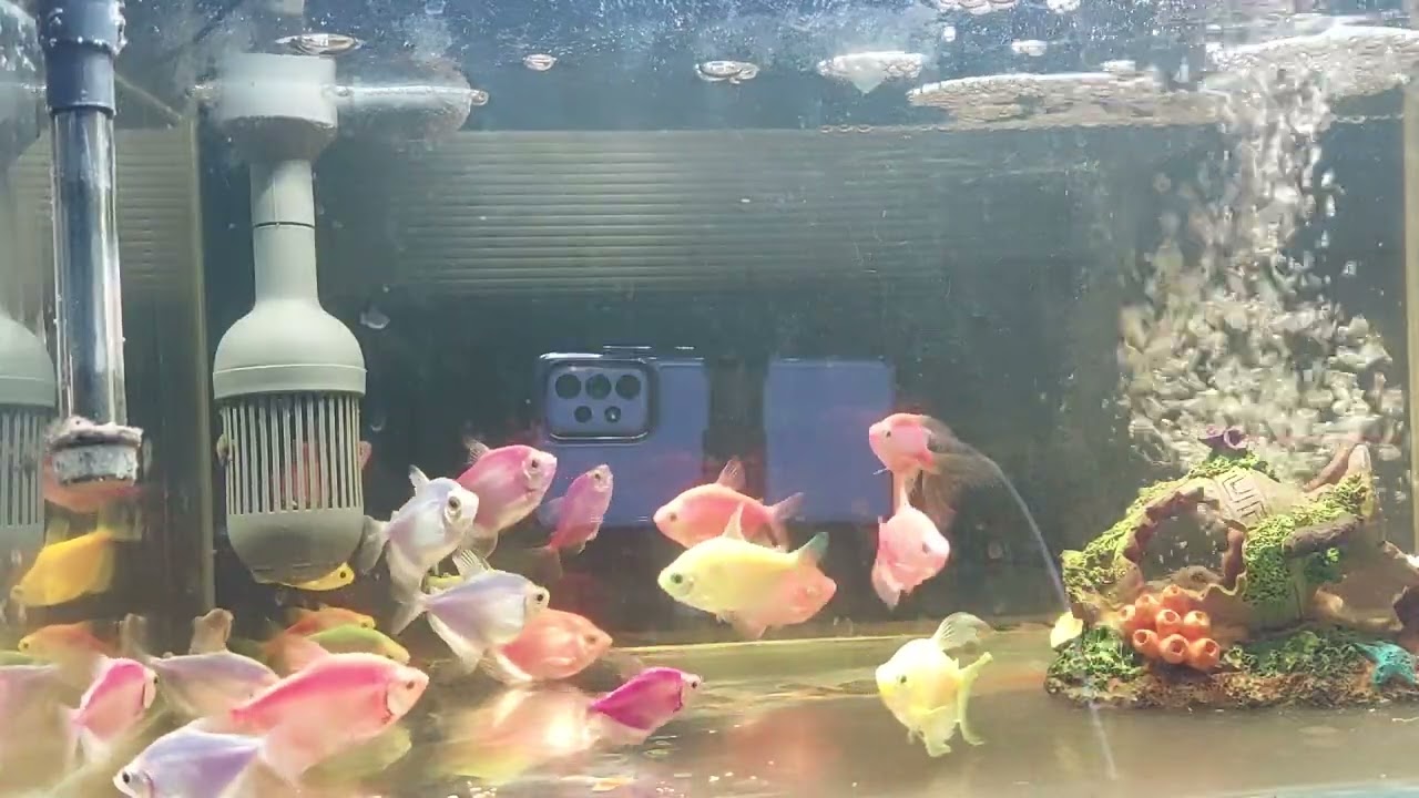 Relaxing Aquarium Fish Tank Sounds no music