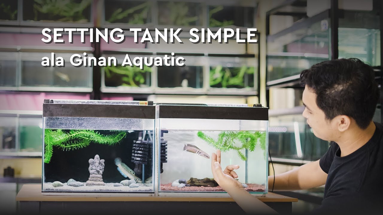 Setting Tank Simple ala GINAN AQUATIC (Channa Pulchra)