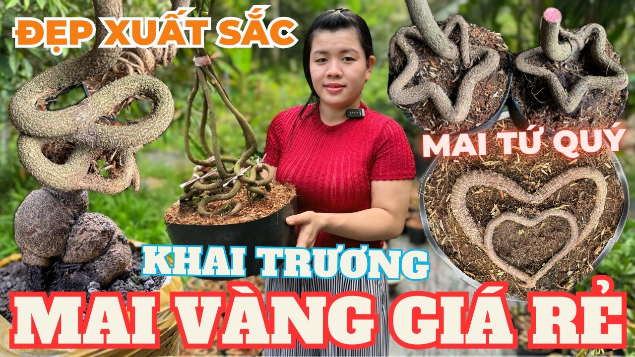 19-02 KIỀU XUÂN Giao Lưu Mai Vàng Giá Rẻ, Mai Ghép Gốc Nhớt, Mai Tứ Quý Quấn Rễ Đẹp • THÀNH TRỌNG LÊ