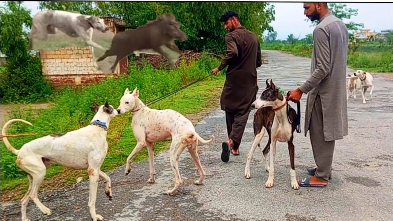 Shikar Pig Hunting Pakistan Hunting Wild Boar Vlog🐗Pakistan Azad kashmir 2023 🇵🇰