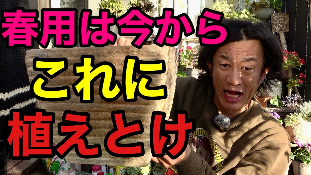 春用の草花の植え付けに迷ったら間違いなくこれ！　【園芸超人カーメン君】