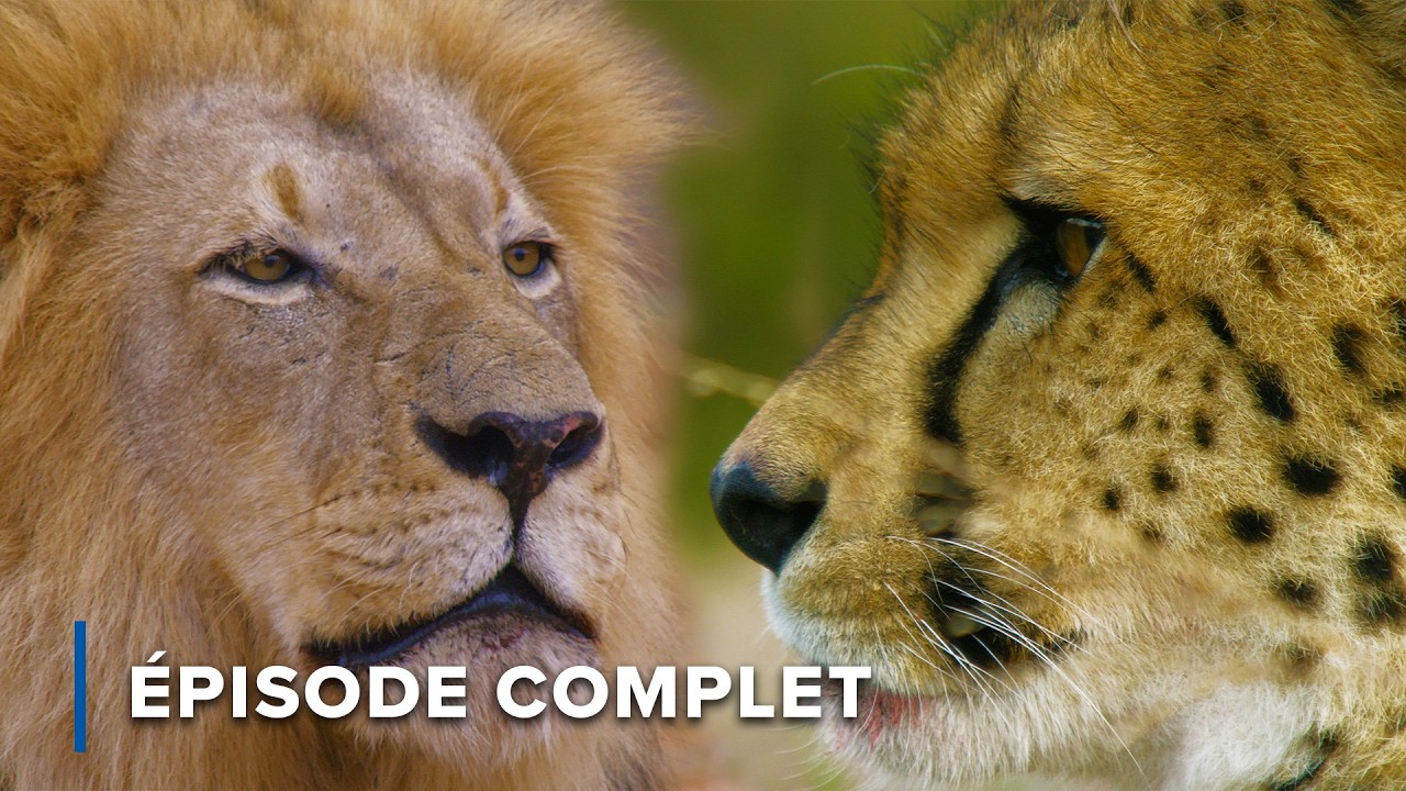Les gros chats d'Afrique : Lion, Léopard et Guépard | Icônes de la vie sauvage 101