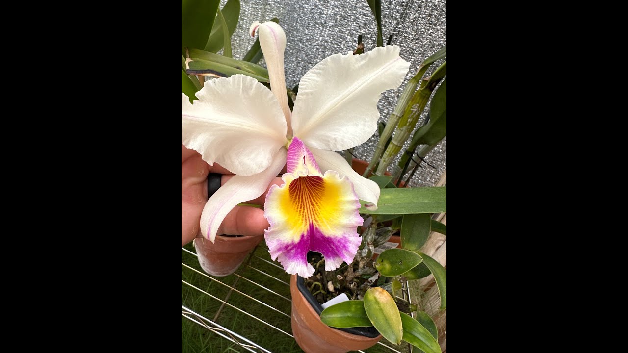 Show & Tell - Cattleya Hardyana & Catasetum Chuck Taylor