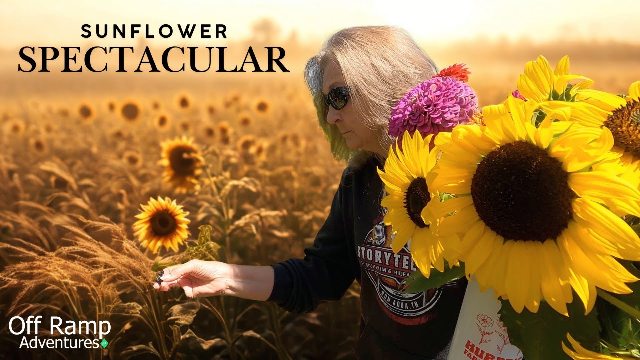 Off Ramp Adventures - Huber's Massive Orchard and Winery Sunflower Spectacular!