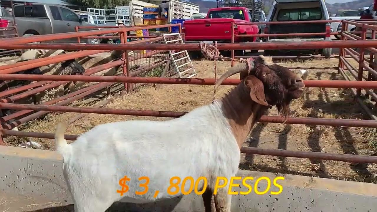 borregos en ACTOPAN HIDALGO
