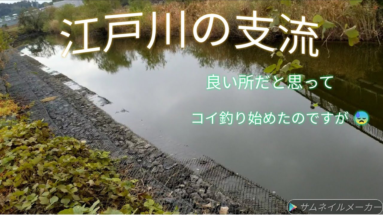 延べ竿で鯉釣り:餌は[589ＥＸ日本一]