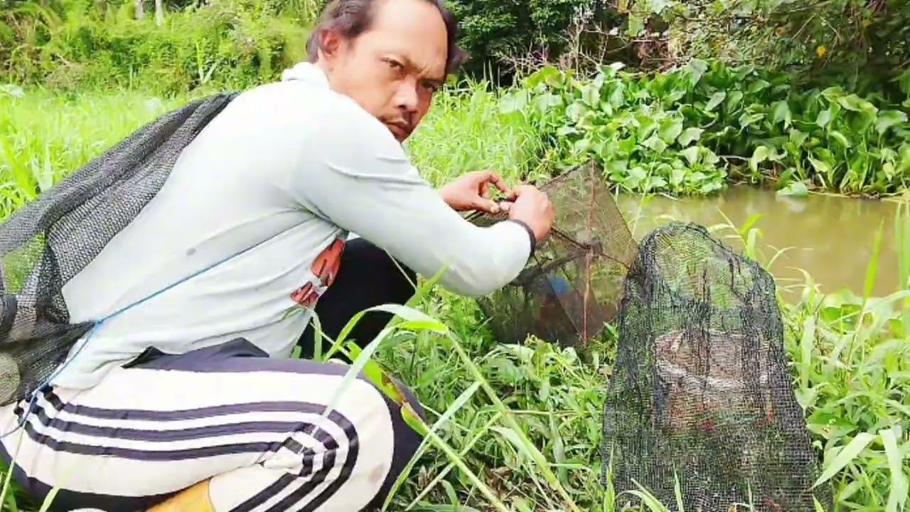 Inovasi baru berburu udang lobster air tawar menggunakan bubu lipat hasilnya sangat efektif #bubu