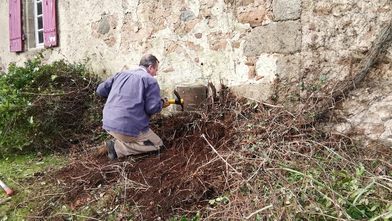 Have we discovered a secret tunnel hidden behind the shrubs ?