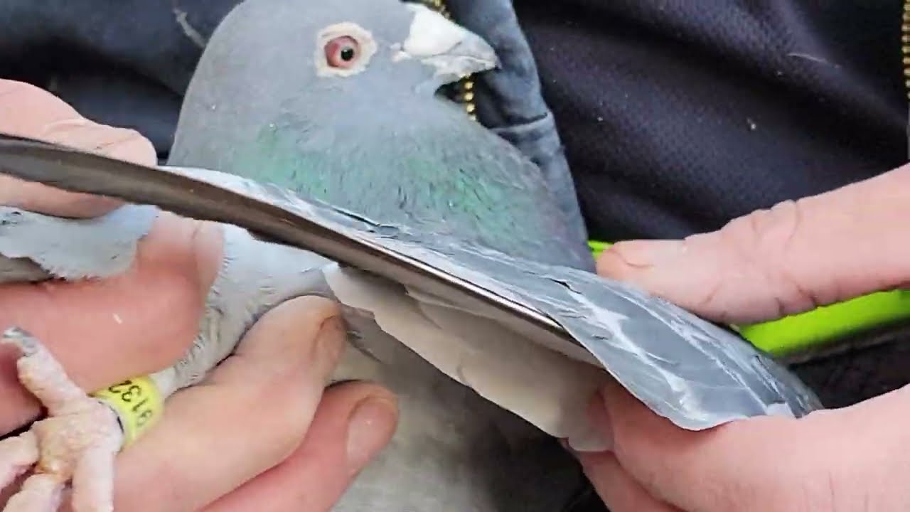 Теория скоростных птиц | Racing Homer Pigeon
