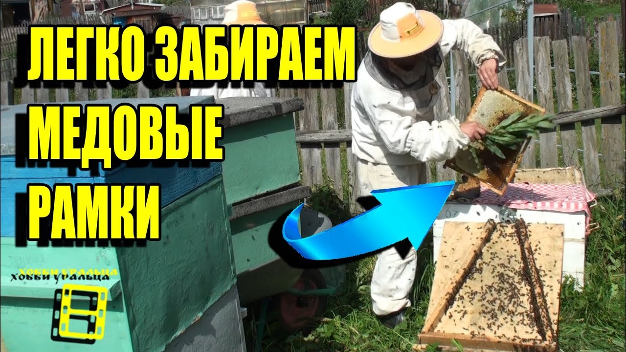 КАК ЛУЧШЕ ОТБИРАТЬ МЕД У ПЧЕЛ? КОНЕЦ МЕДОСБОРА. ЛЮБИТЕЛЬСКОЕ ПЧЕЛОВОДСТВО