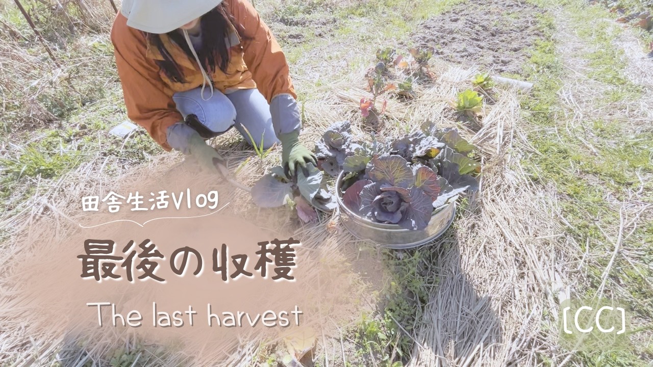 畑じまいの日｜キャベツ春巻きの晩ごはん