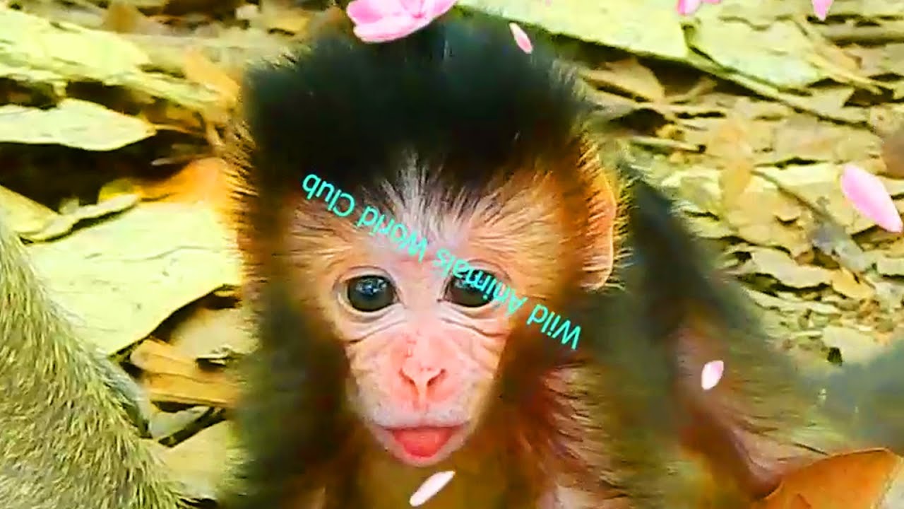 Congrats! APRIL Monkey Got A New Baby Girl Names AMAYA, Look So Cute, But Hungry Milk...