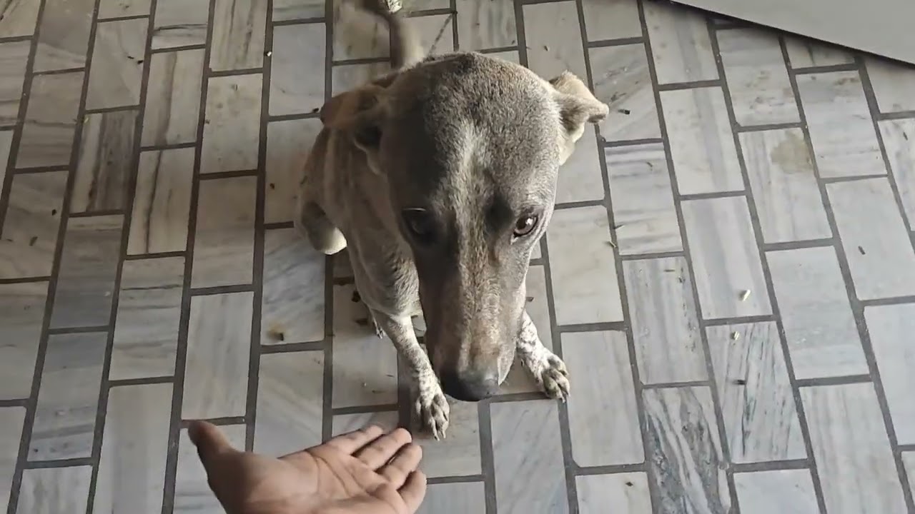 एक बार मेरे कहने पर ईनकी सेवा करके देखो सच्ची बहुत सुकून मिलेगा।🙏🥺🕉️ HAR HAR MAHADEV 🕉️ DAY -199 