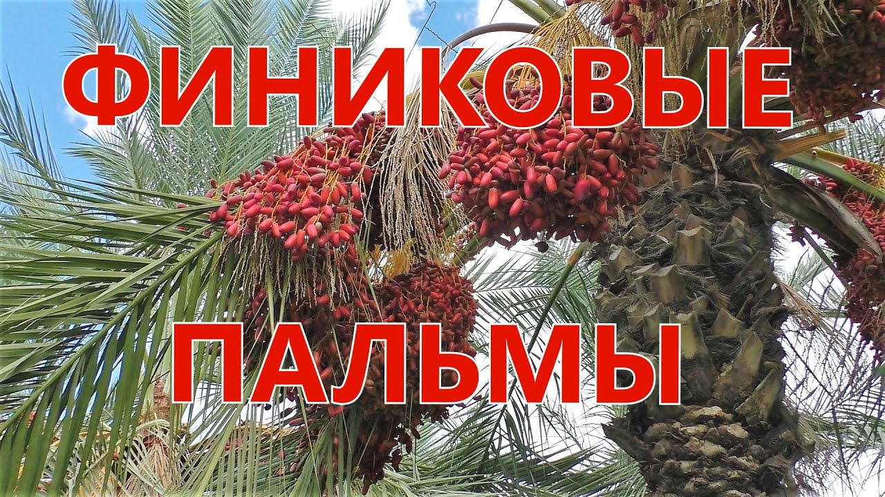 Финиковые пальмы/Date palms