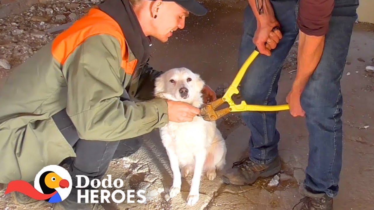 Guy Saves Chained-Up Dogs From Abandoned Building | The Dodo Heroes