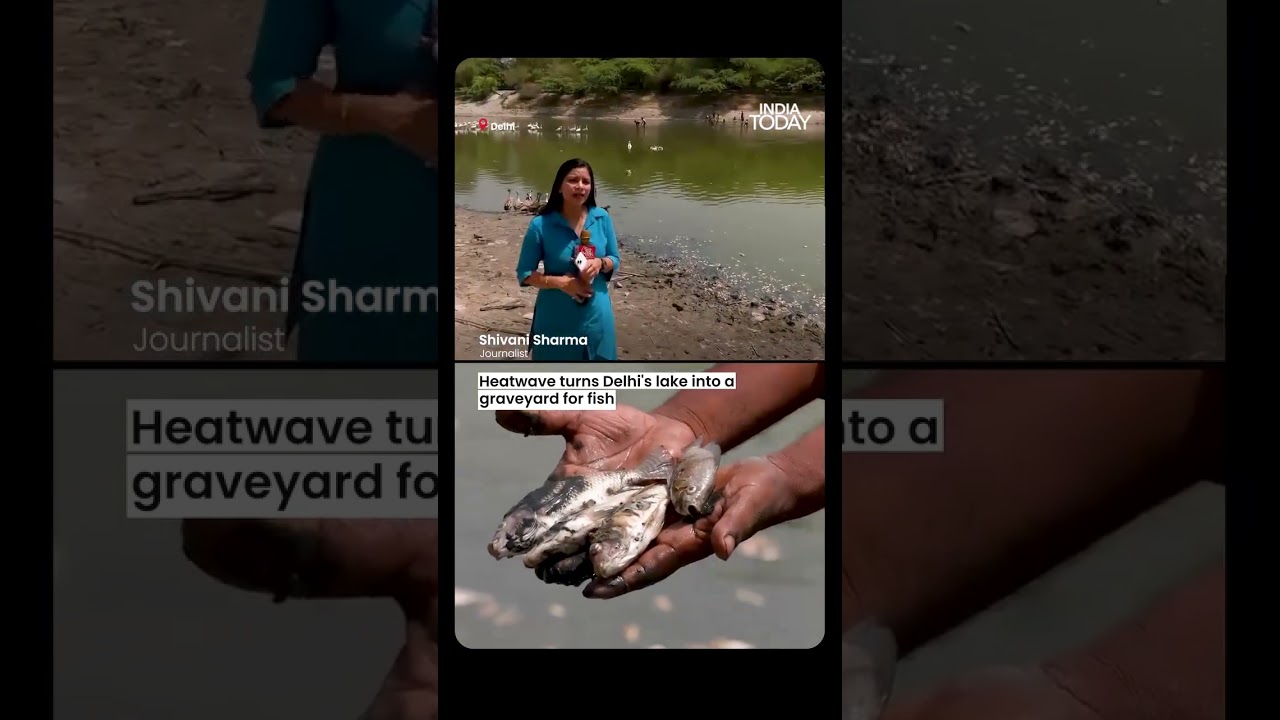 Delhi Heatwave Crisis | 45&deg;C+ Heat Turns Sanjay Lake into Fish Graveyard