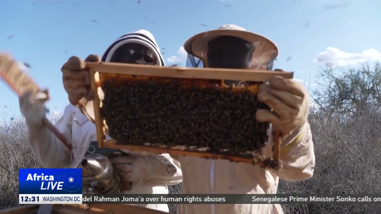 Bees help tackle elephant-human conflict in Kenya