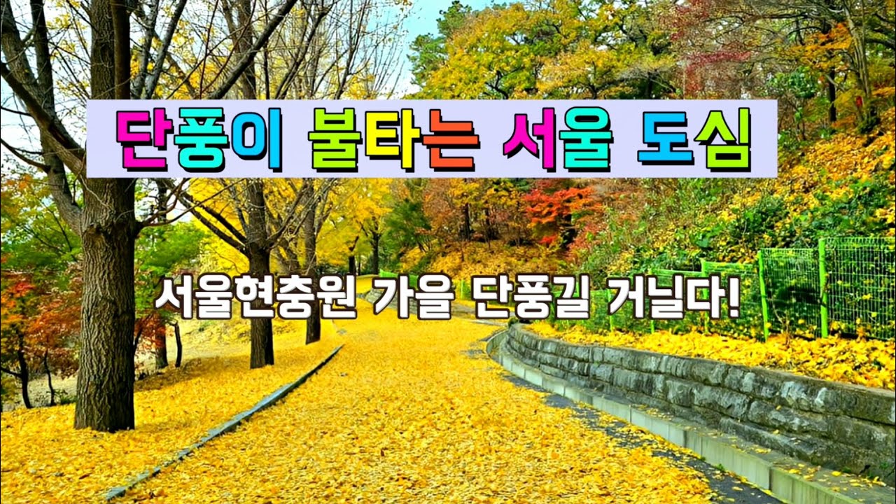 🍁단풍이 불타는 서울 도심 #서울현충원 단풍길 최고 명소 #서울 현충원 가을 단풍길 거닐다! #Royalty Free Video