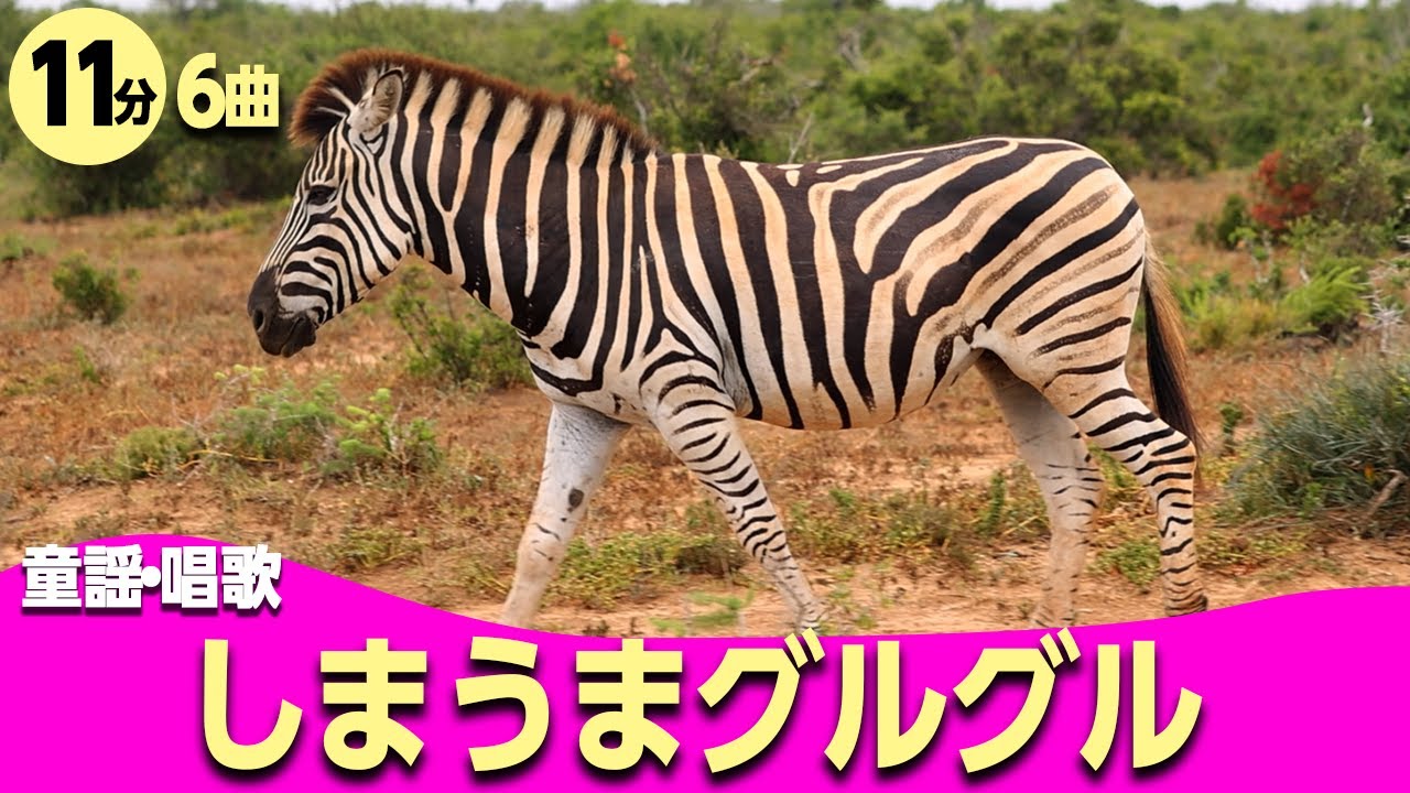 しまうまぐるぐる♪動物童謡メドレー〈11分6曲〉0~3歳児におすすめ！【途中スキップ広告ナシ】アニメーション/日本語歌詞付き_Sing a medley ofJapanese song