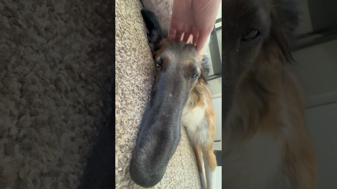 snoot noggin scritches #newnails #borzoi #silkenwindhound #scratching #asmr