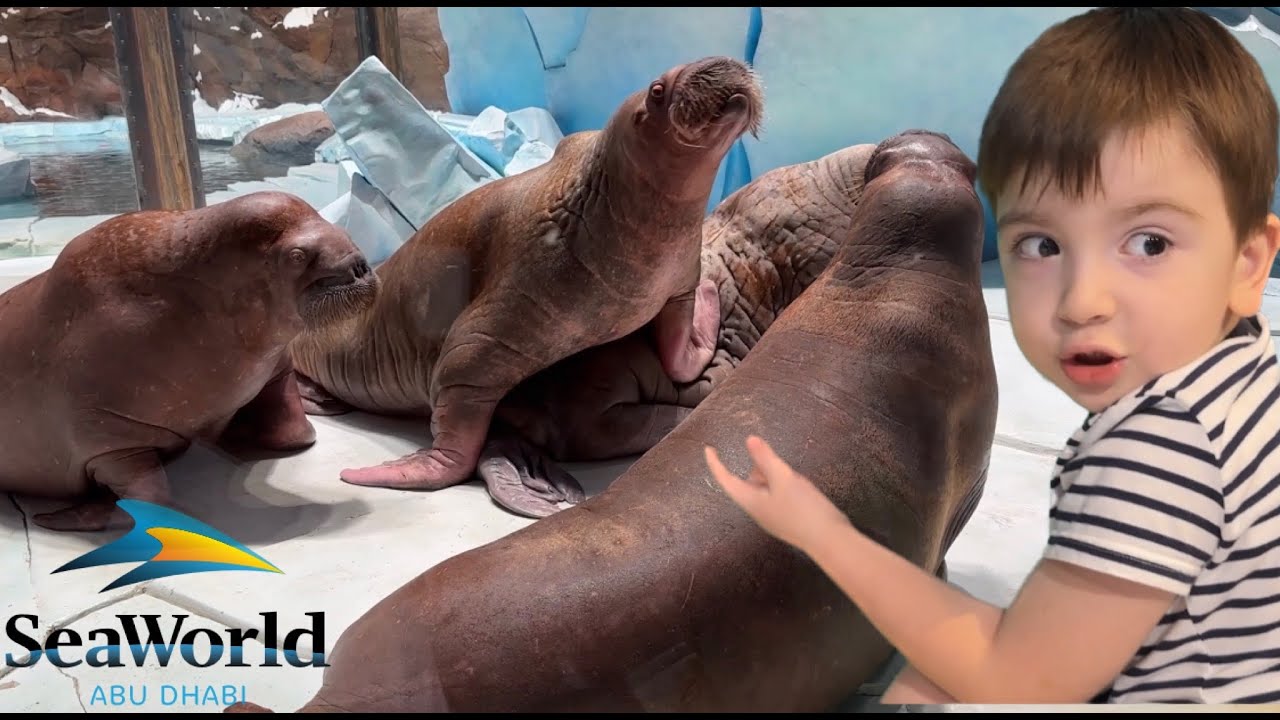 SeaWorld Abu Dhabi Yas Island 2023 June