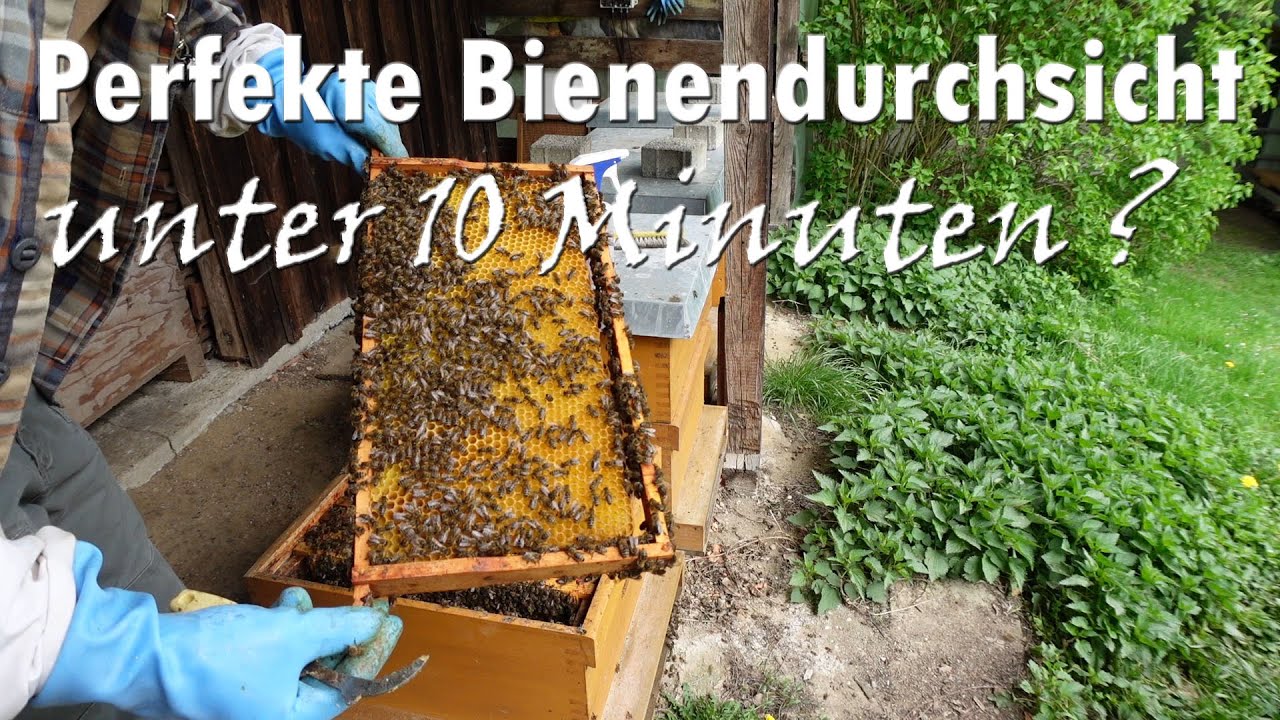 Perfekte Bienendurchsicht unter 10 Minuten