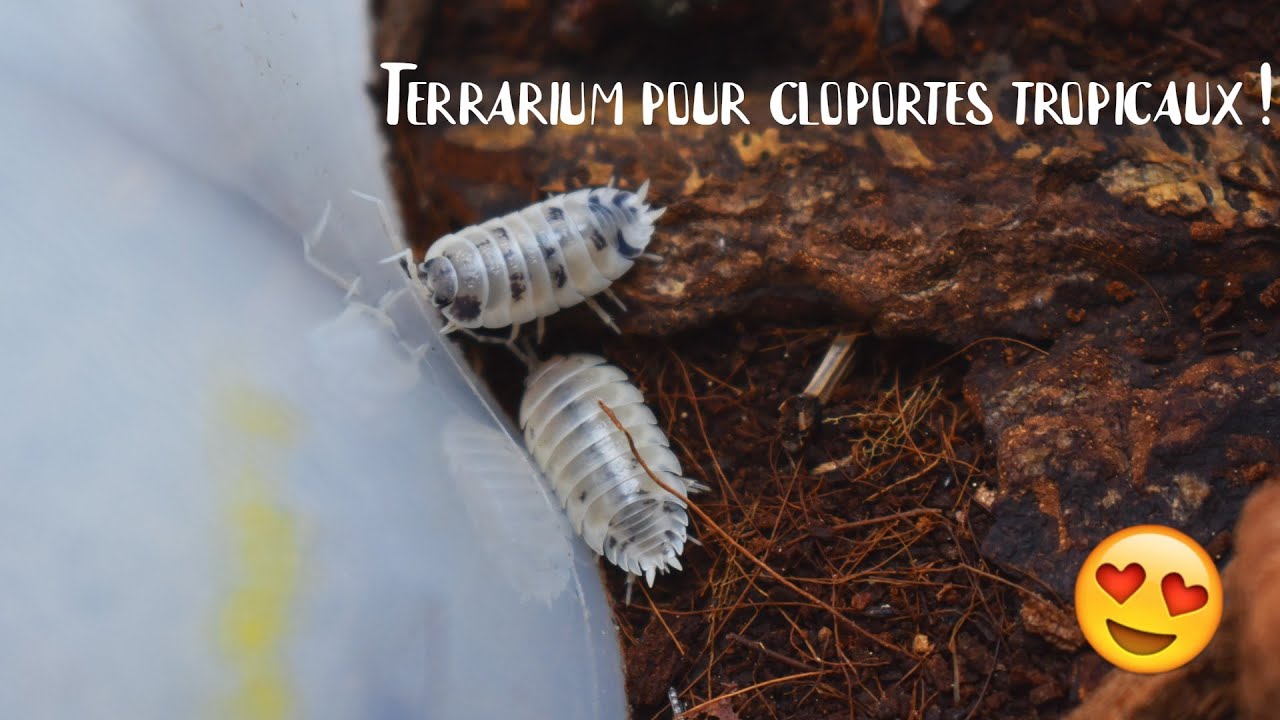 UN PETIT TERRARIUM POUR DES CLOPORTES TROPICAUX ! - Terrarium pour porcellio laevis