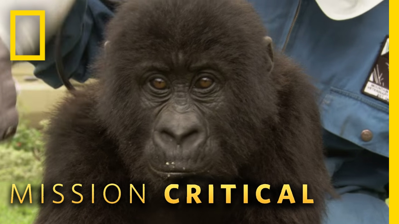 Top 3 Mountain Gorilla Moments | Mission Critical