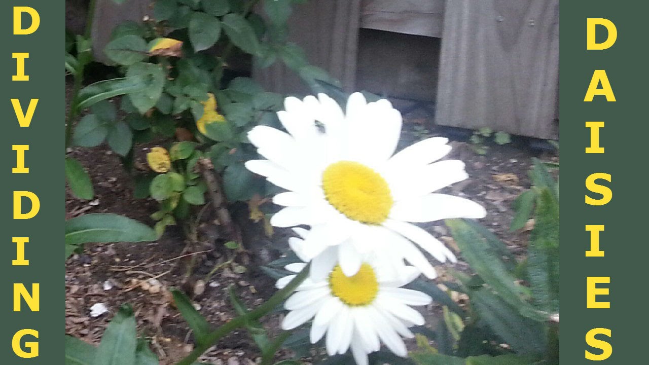 Dividing Daisies