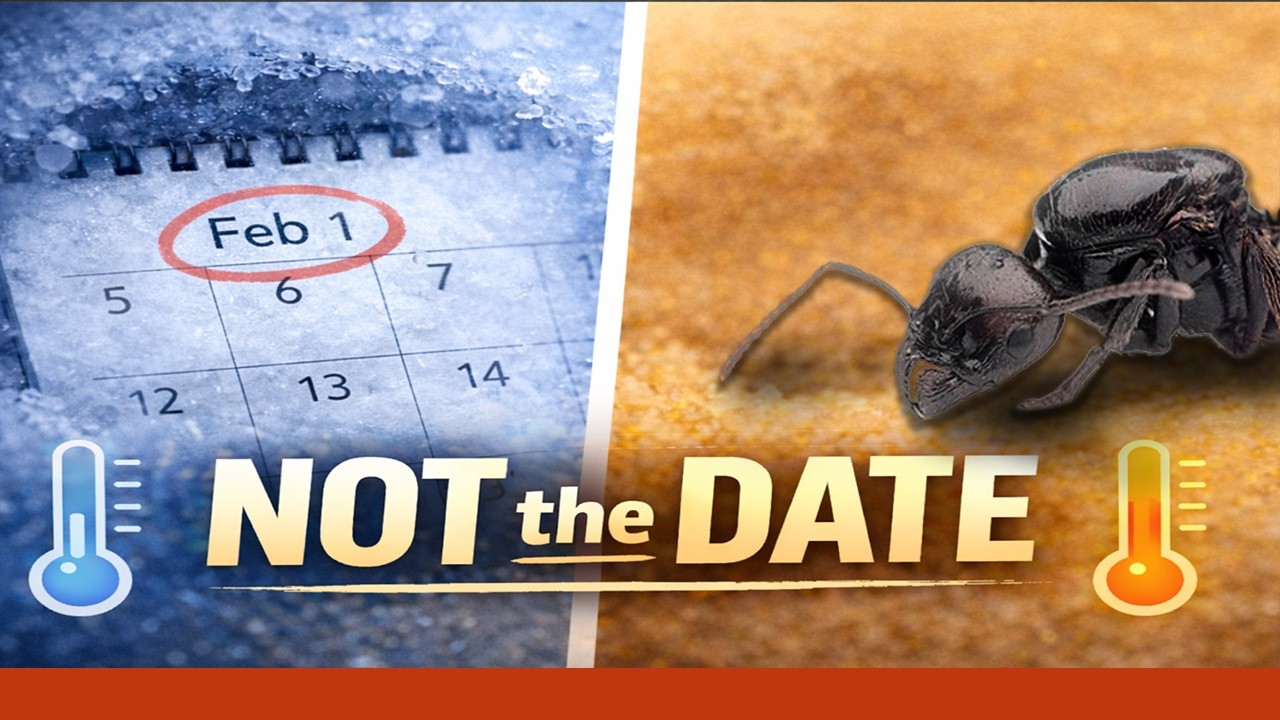 Stop Waking Your Ants Too Early