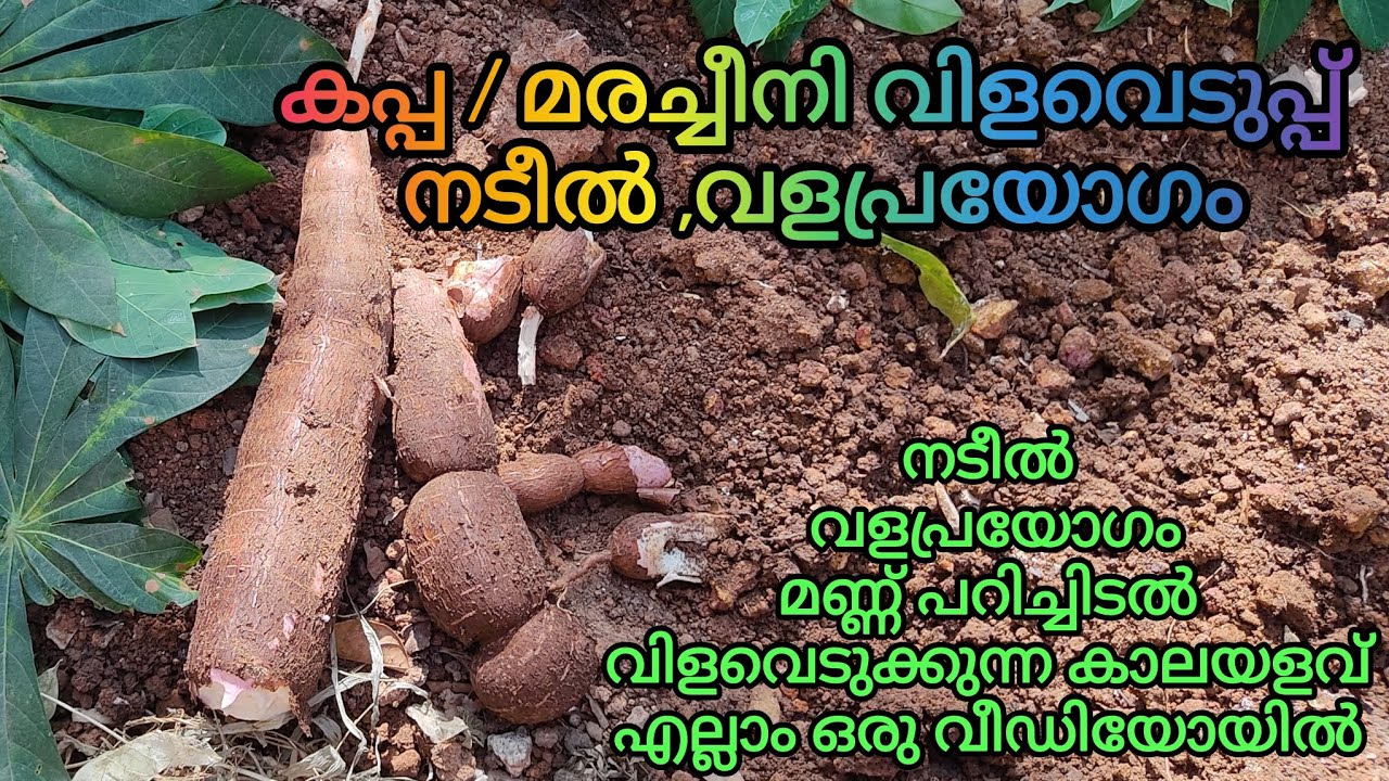 കപ്പ കൃഷി ഇങ്ങനെ ചെയ്താൽ ഒത്തിരി വിളവ് എടുക്കാം | Tapioca Cultivation In Malayalam| Kappa Krishi