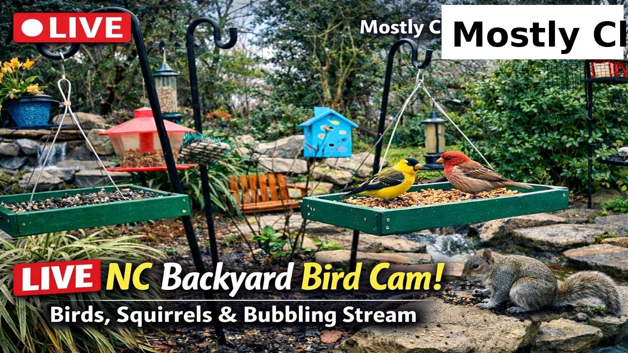 🔴 LIVE Backyard Bird Cam 🌸 | Partly Cloudy | Feeders, Water Stream & Garden Birds | High 74° Low 59°