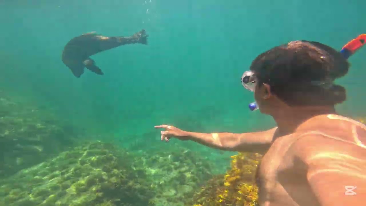 Swim with Seals | Rapid Head | South Australia 