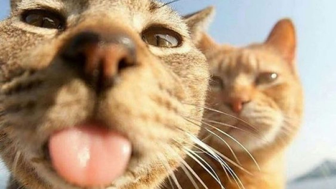 😼😂 Самые смешные видео с котами: приготовьтесь к бесконечному смеху! 😻
