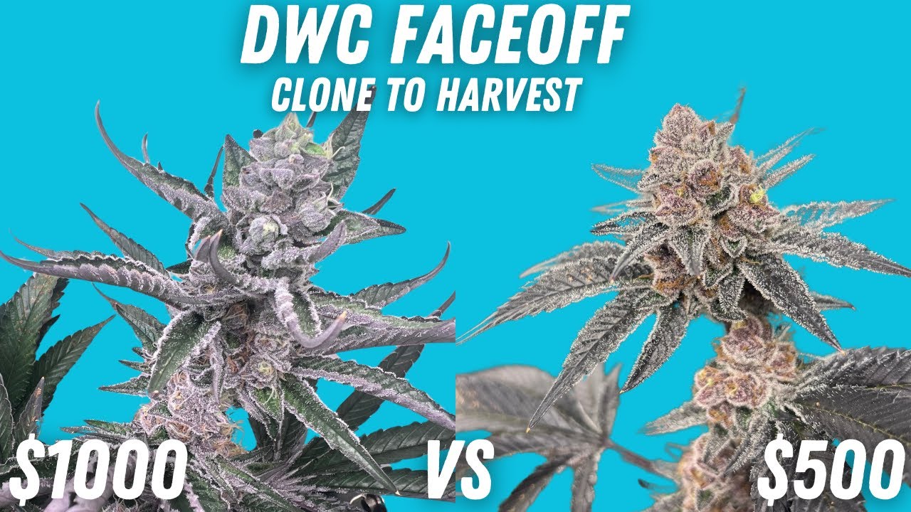 $500 vs $1000 Deep Water Culture Setup (Clone to Harvest)