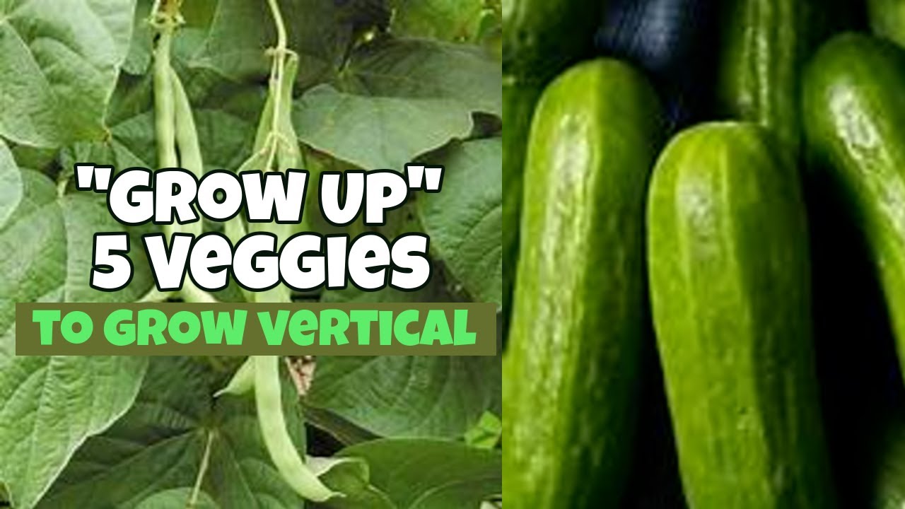 Grow these 5 Vegetables Vertical