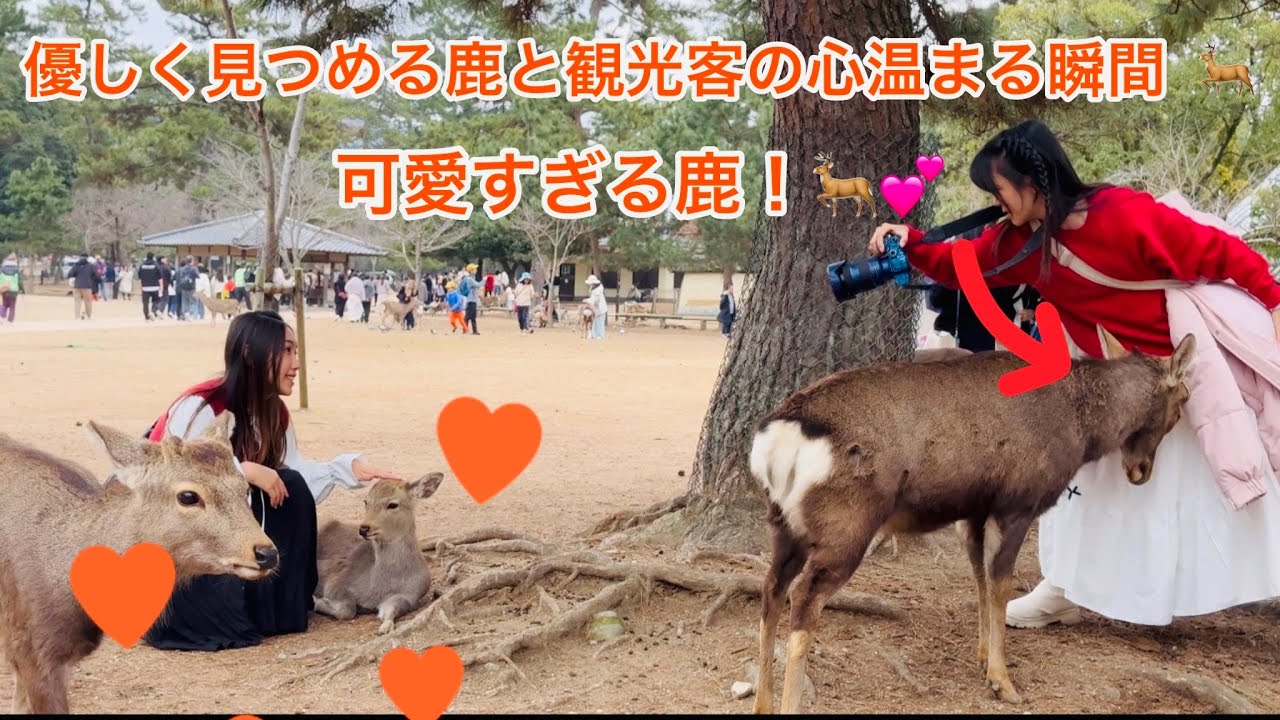 Nara Park deer japan可愛すぎる鹿！🦌💕n