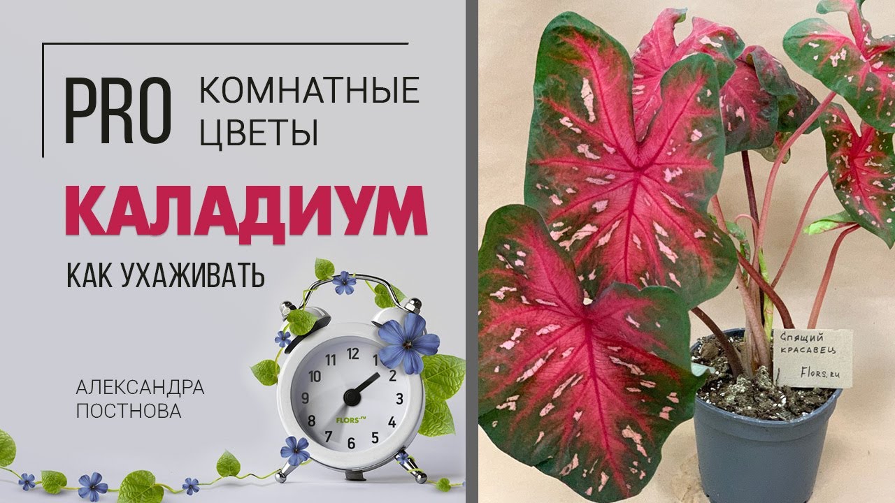 Каладиум - позволительная роскошь для каждого цветовода. Декоративнолиственный красавец.