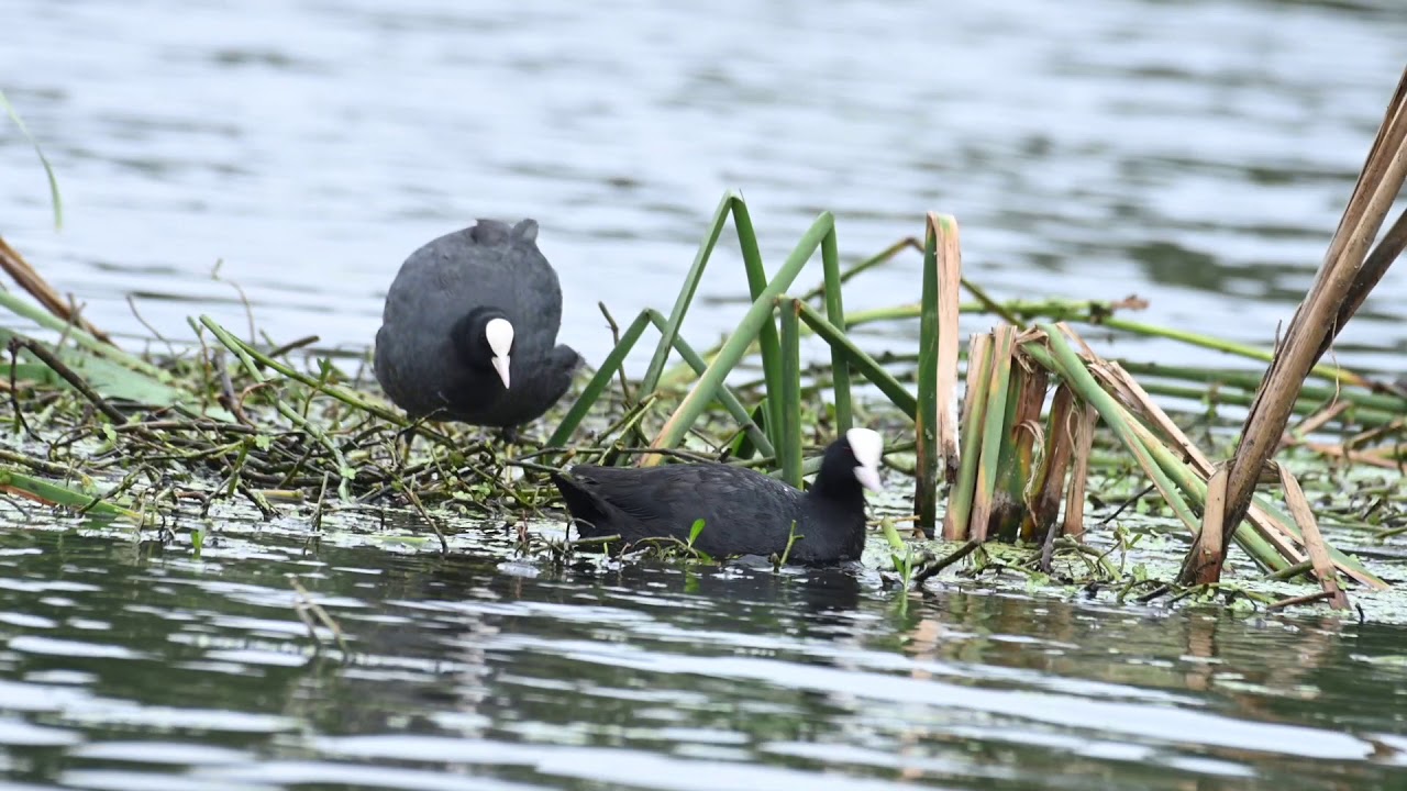 Common Coot Nest Building